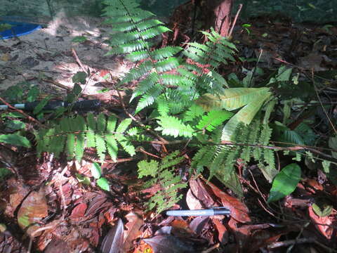 Imagem de Cyathea lasiosora (Mett. ex Kuhn) Domin