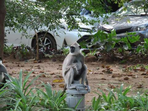 صورة Semnopithecus priam thersites (Blyth 1847)