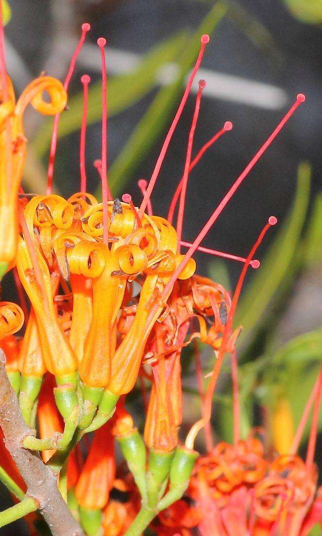 Image of Matches mistletoe