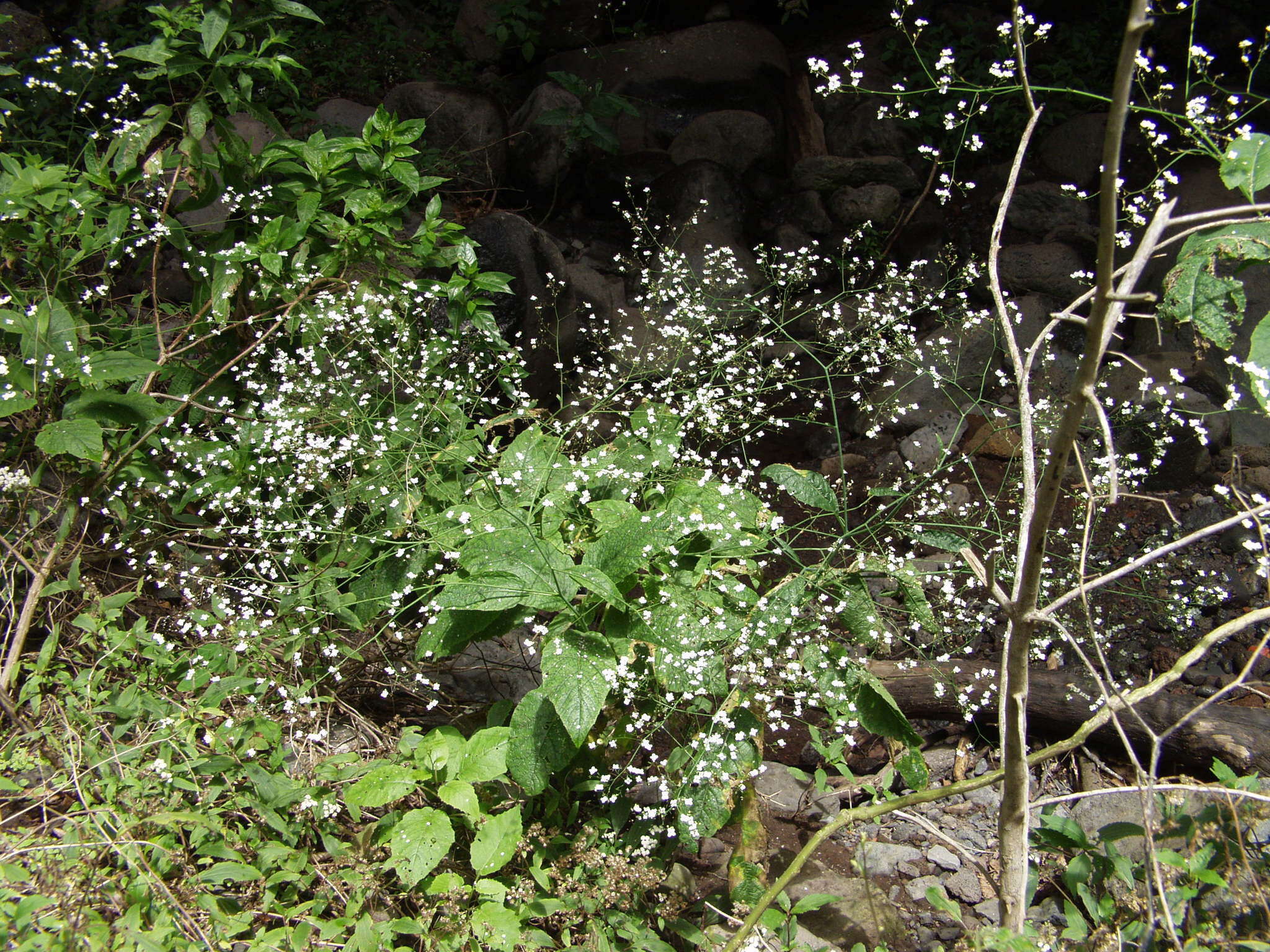 صورة Crambe strigosa L'Hér.