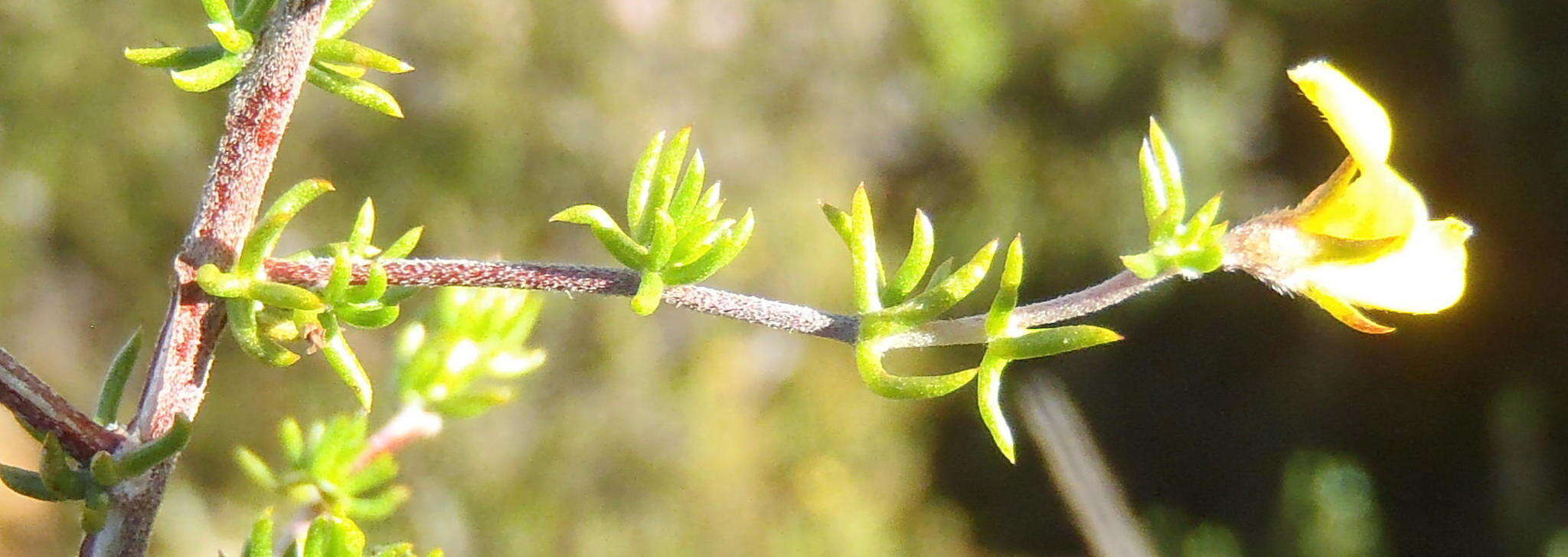 Image of Aspalathus rubens Thunb.