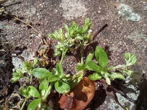 Imagem de Polycarpon tetraphyllum subsp. tetraphyllum