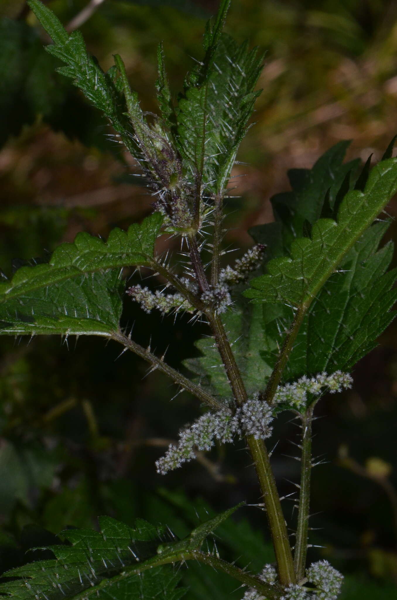 Image of Urtica incisa Poir.