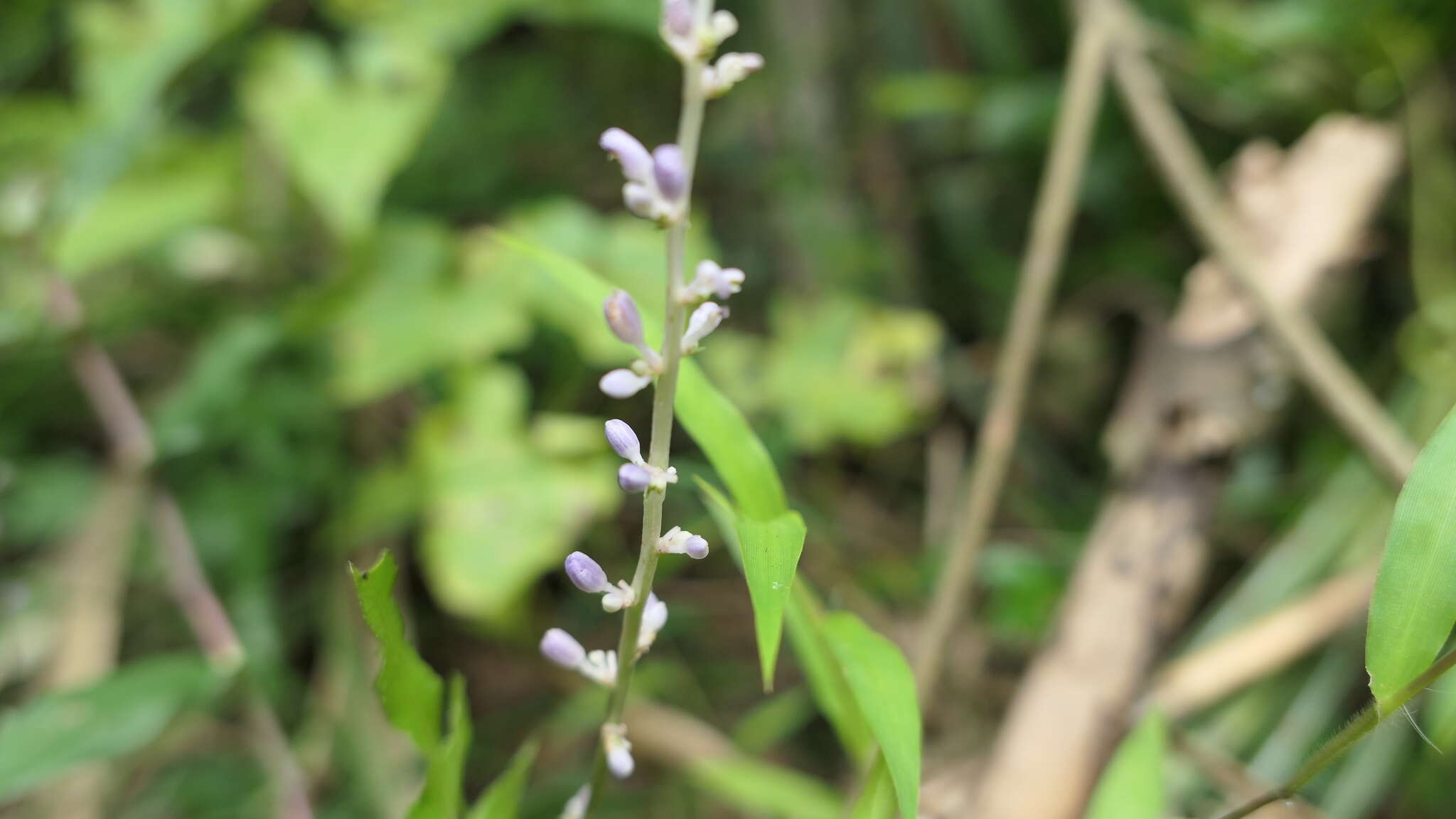 Слика од Liriope graminifolia (L.) Baker