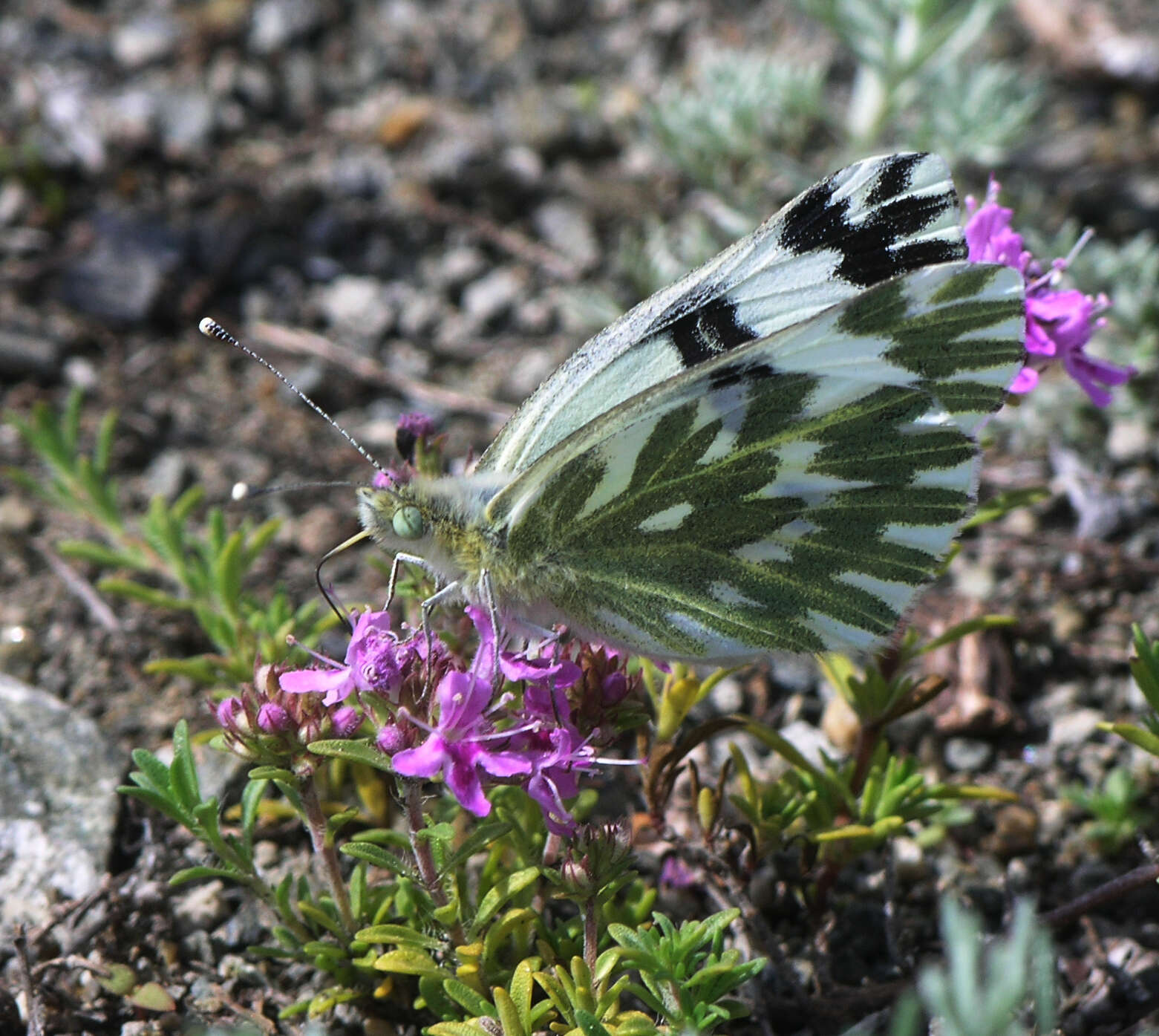 Image of Pontia chloridice (Hübner (1813))