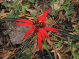 Euphorbia colorata Engelm. resmi