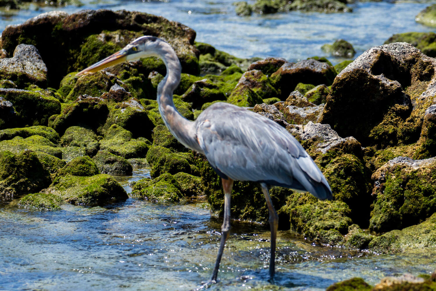 Image of Ardea herodias cognata Bangs 1903