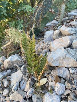 Image of graceful lipfern