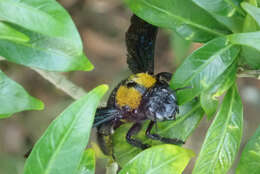 Plancia ëd Xylocopa flavonigrescens Smith 1854