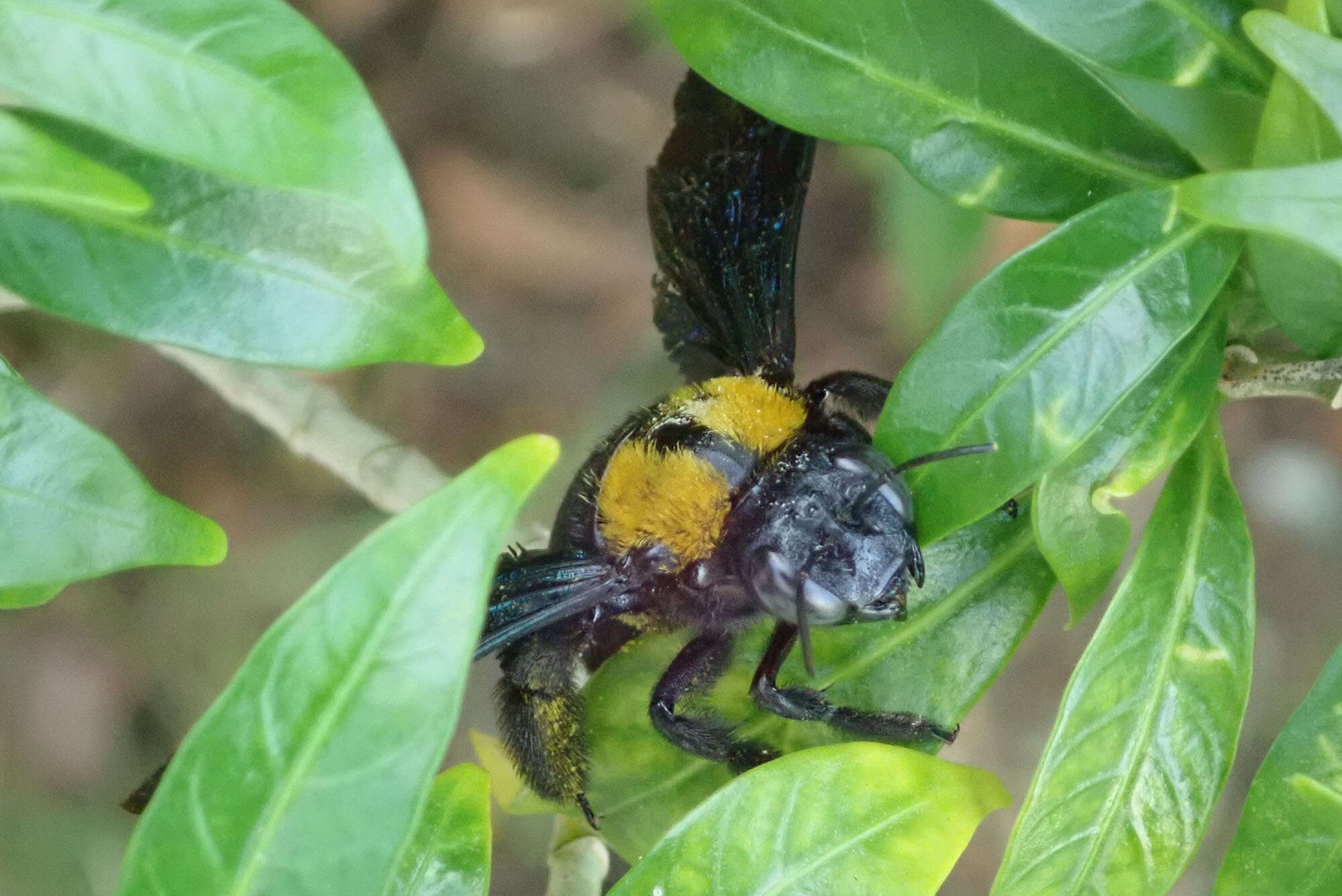 Image of Xylocopa flavonigrescens Smith 1854