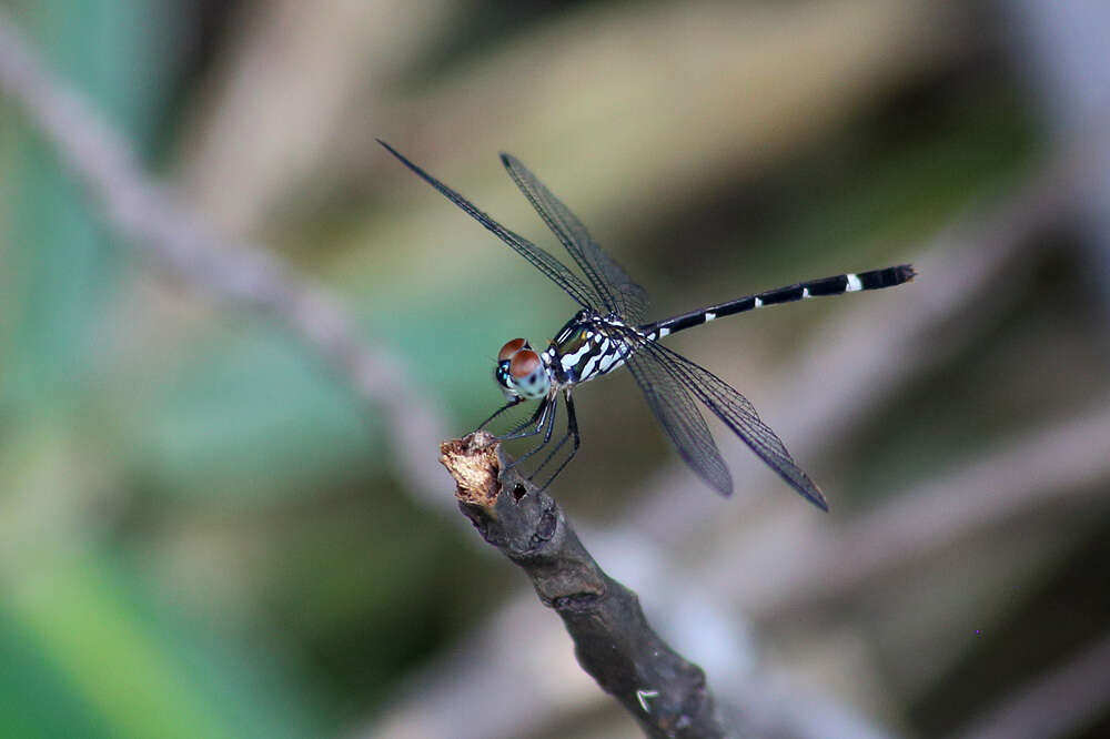 Image of Nesoxenia mysis (Selys 1878)