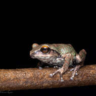 Image of Koadaikanal Bush Frog