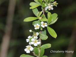 Image of Spiraea prunifolia var. pseudoprunifolia (Hayata ex Nakai) H. L. Li