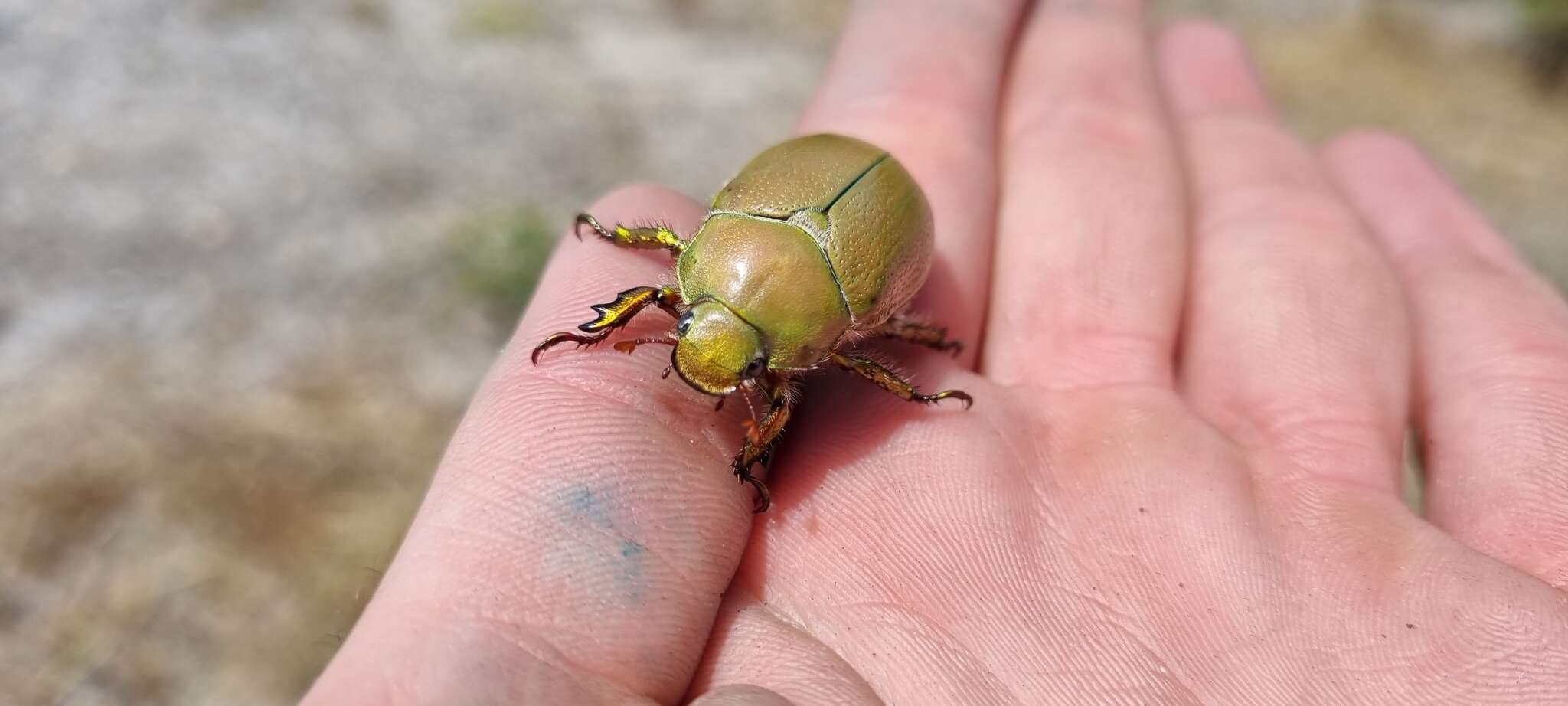 Image de Anoplostethus opalinus Brullé 1837