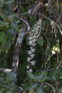 Image of Aerangis modesta (Hook. fil.) Schltr.