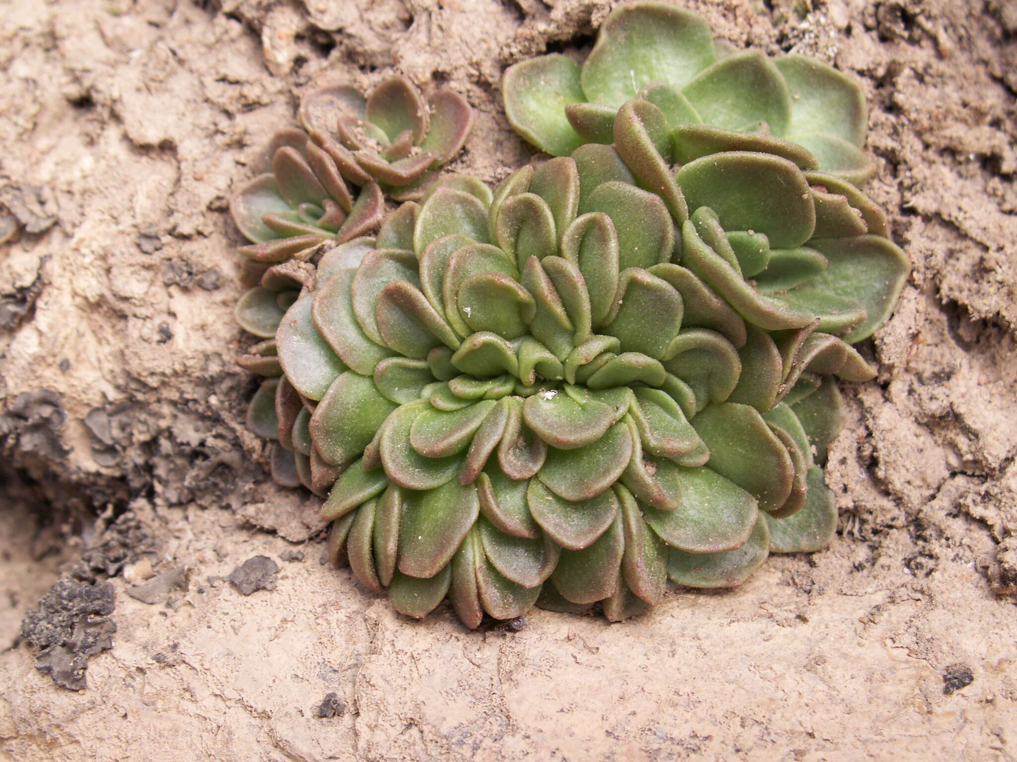 Rosularia glabra (Regel & C. Winkl.) Berger resmi