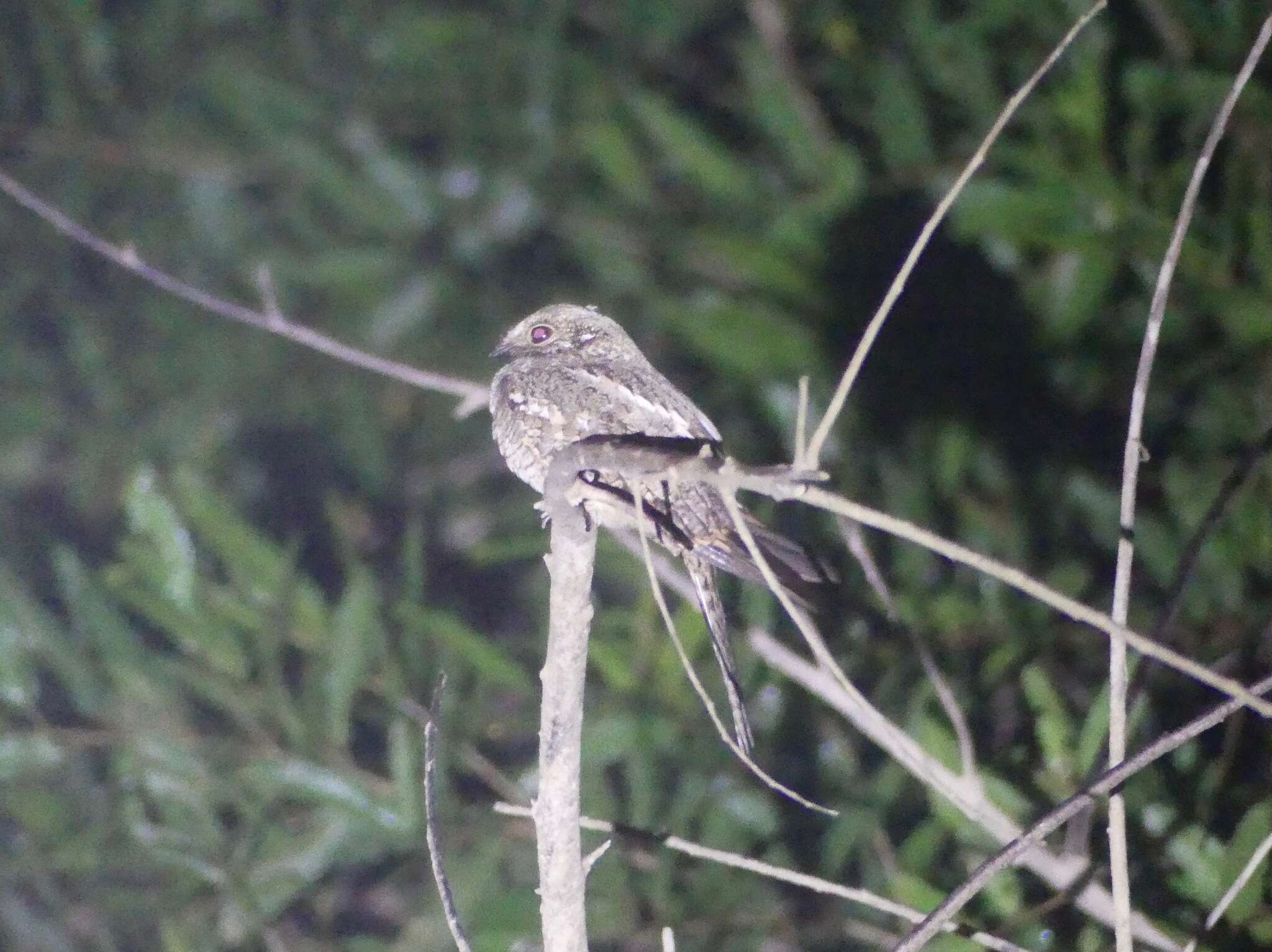 Image of Ladder-tailed Nightjar