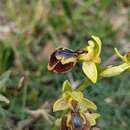 Image of Ophrys chobautii G. Keller ex B. Tyteca & D. Tyteca
