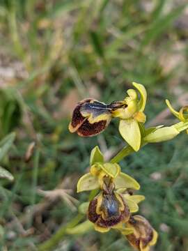 Image of Ophrys chobautii G. Keller ex B. Tyteca & D. Tyteca