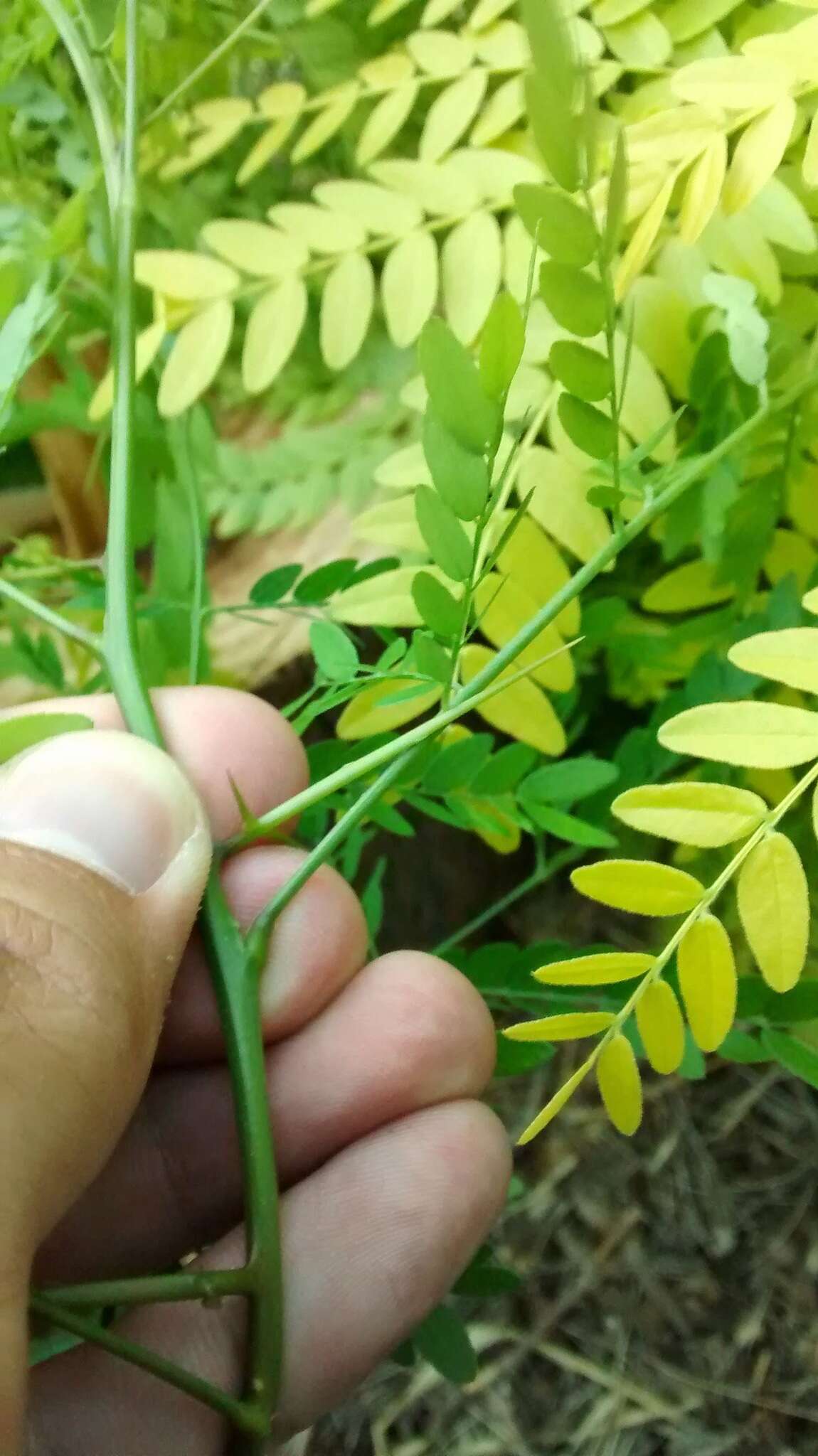 Plancia ëd Gleditsia triacanthos L.