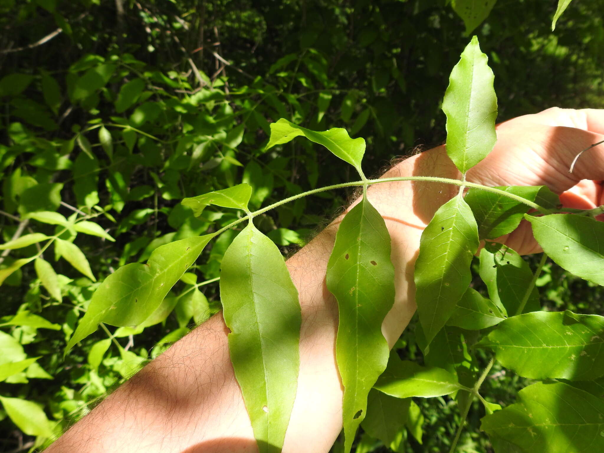 Image of Fraxinus pennsylvanica var. pennsylvanica