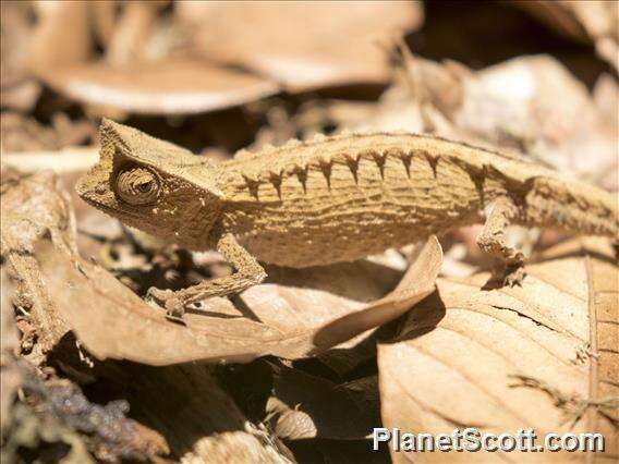 Brookesia griveaudi Brygoo, Blanc & Domergue 1974的圖片