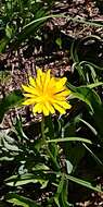 Image of alpine lake false dandelion