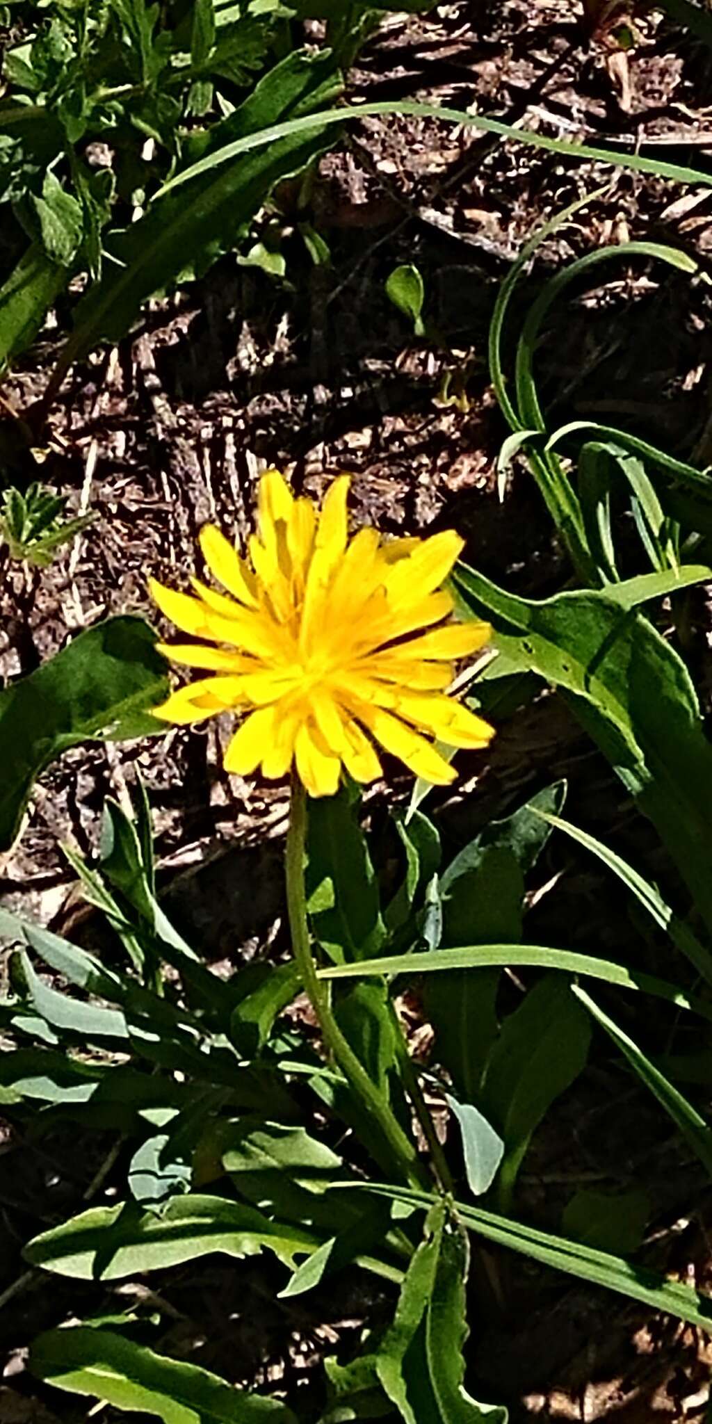 Image of alpine lake false dandelion