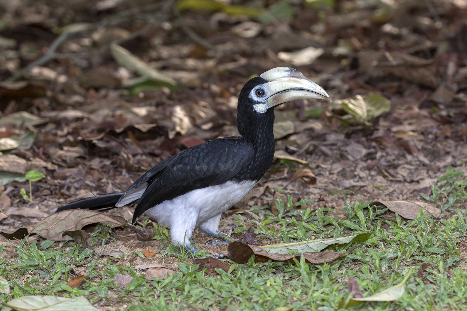 Image of Oriental Pied Hornbill