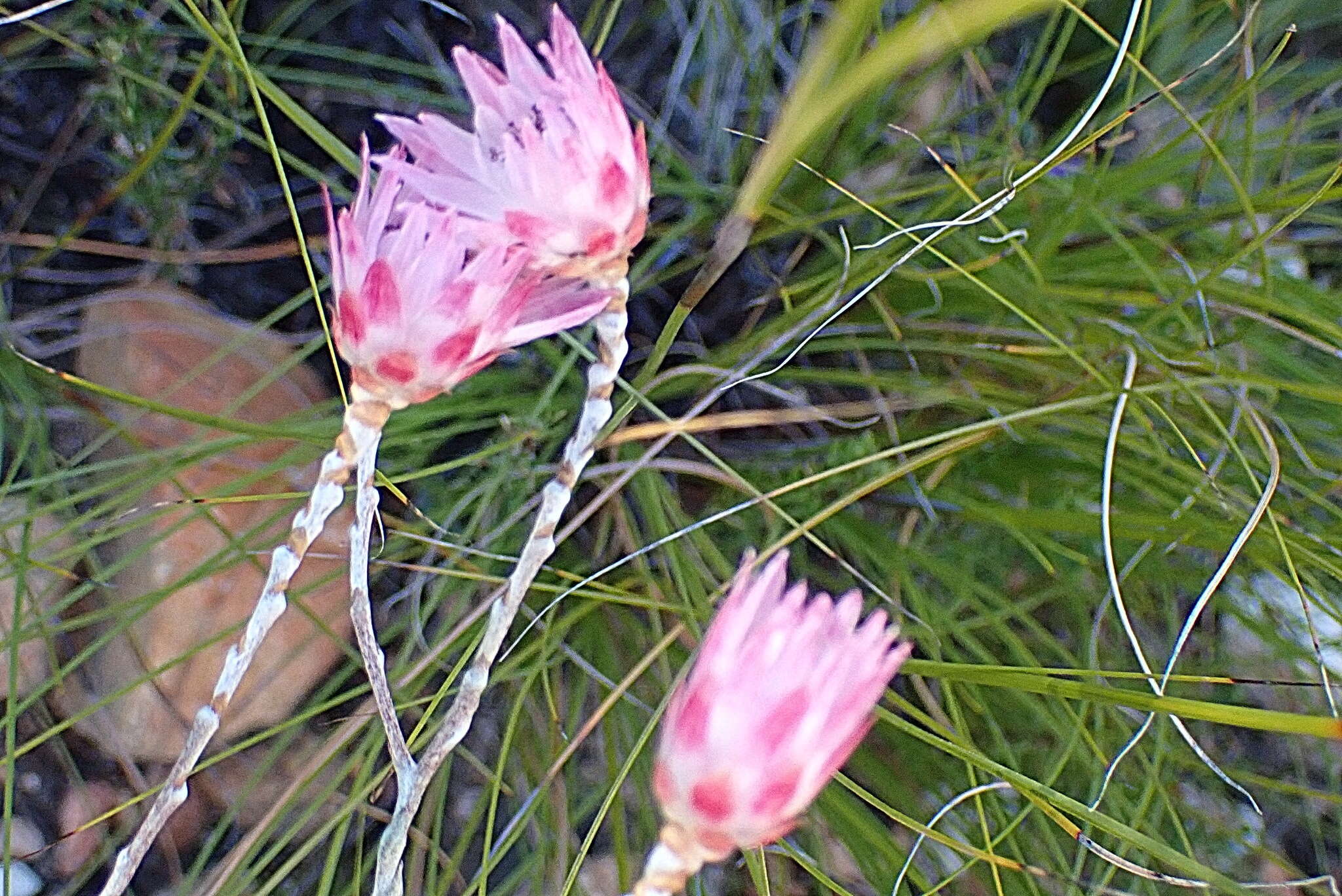 Image of Pink Sewejaartjie