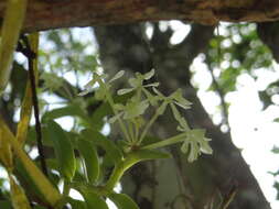 Image of Epidendrum chlorocorymbos Schltr.