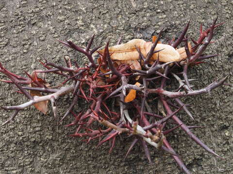 Image of Chinese honeylocust