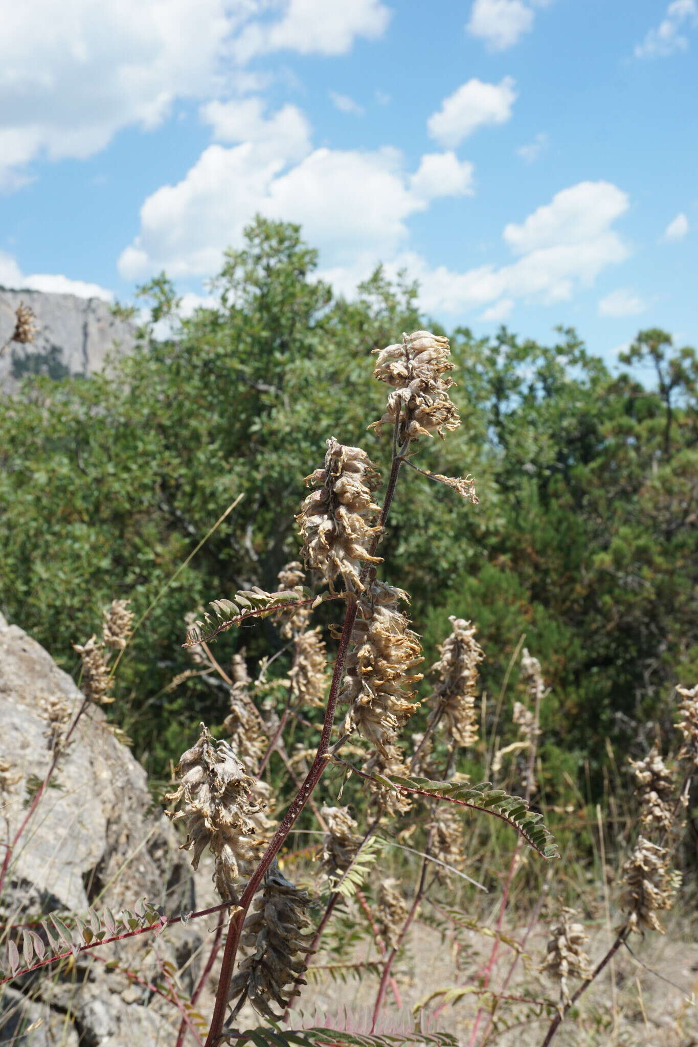 Imagem de Astragalus ponticus Pall.