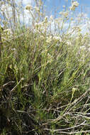 Image of Gypsophila struthium subsp. hispanica (Willk.) G. López González