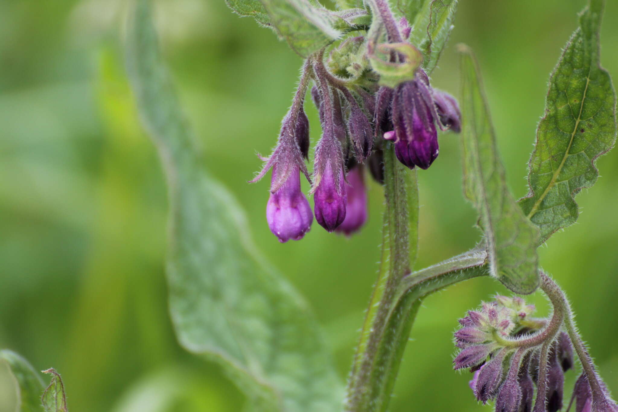 Symphytum officinale subsp. uliginosum (A. Kern.) Nyman的圖片