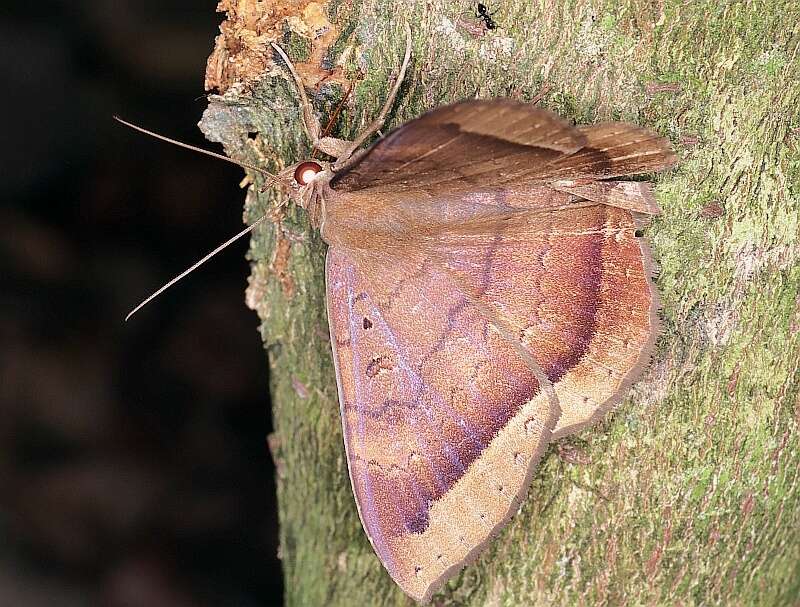 Image of Hemeroblemma scolopacea Cramer 1777