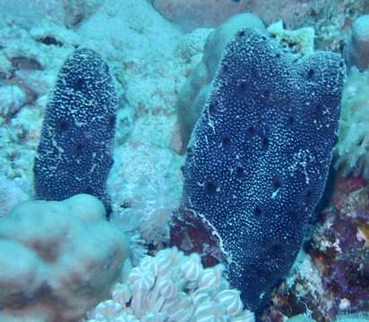 Image of Erect Finger-sponge