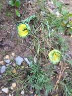 Image of Lapland poppy