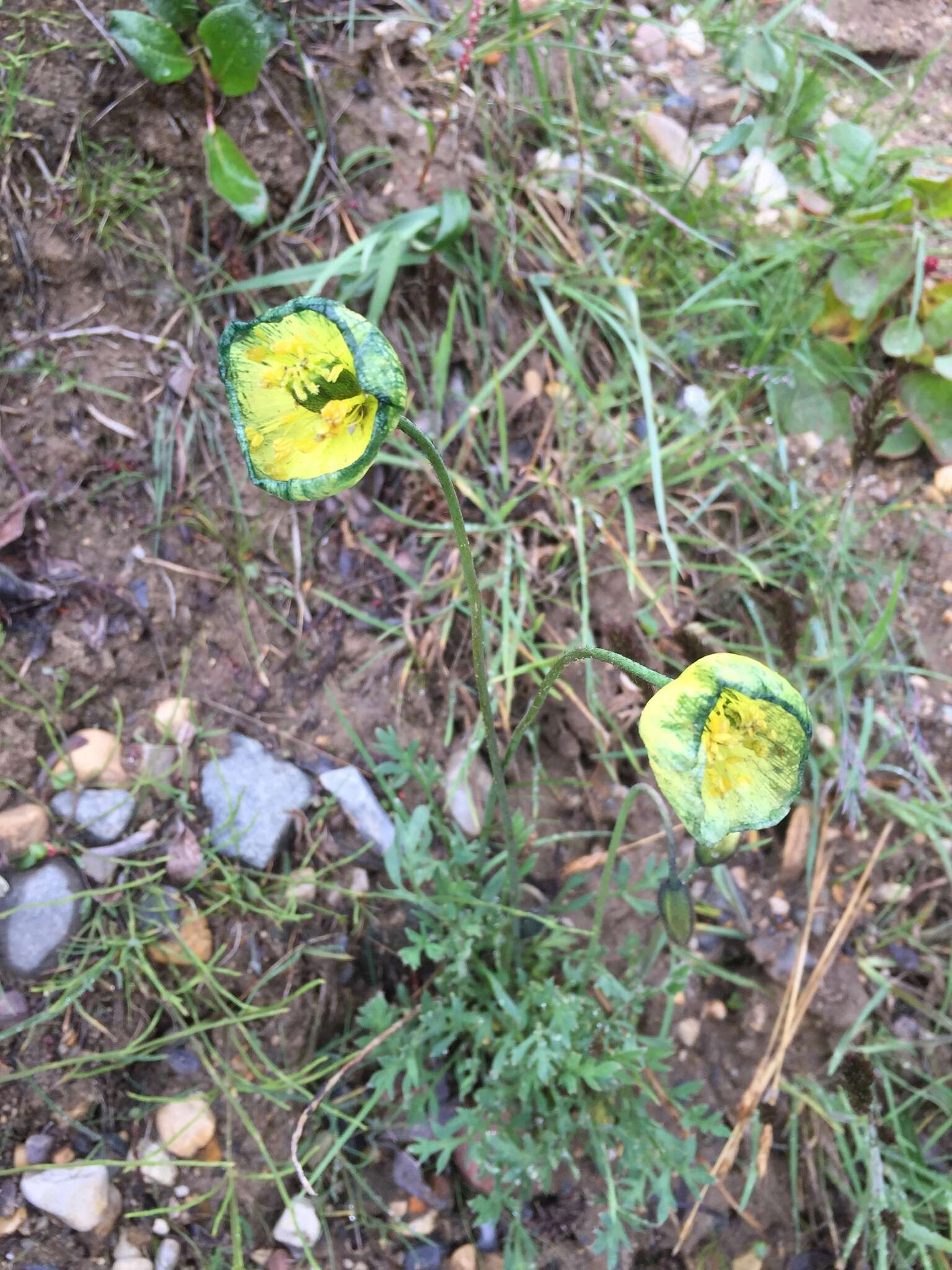 Image of Lapland poppy