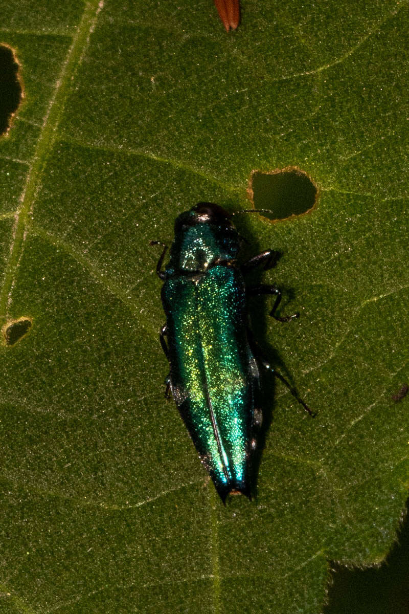 Agrilus acutus (Thunberg 1787) resmi