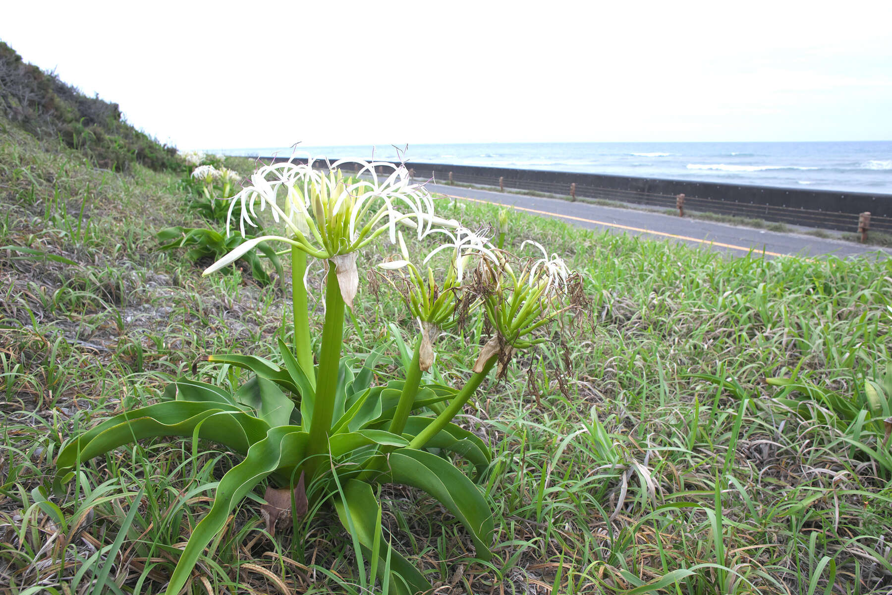 Image of Crinum asiaticum var. japonicum Baker