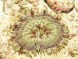 Image of Adhesive sea anemone