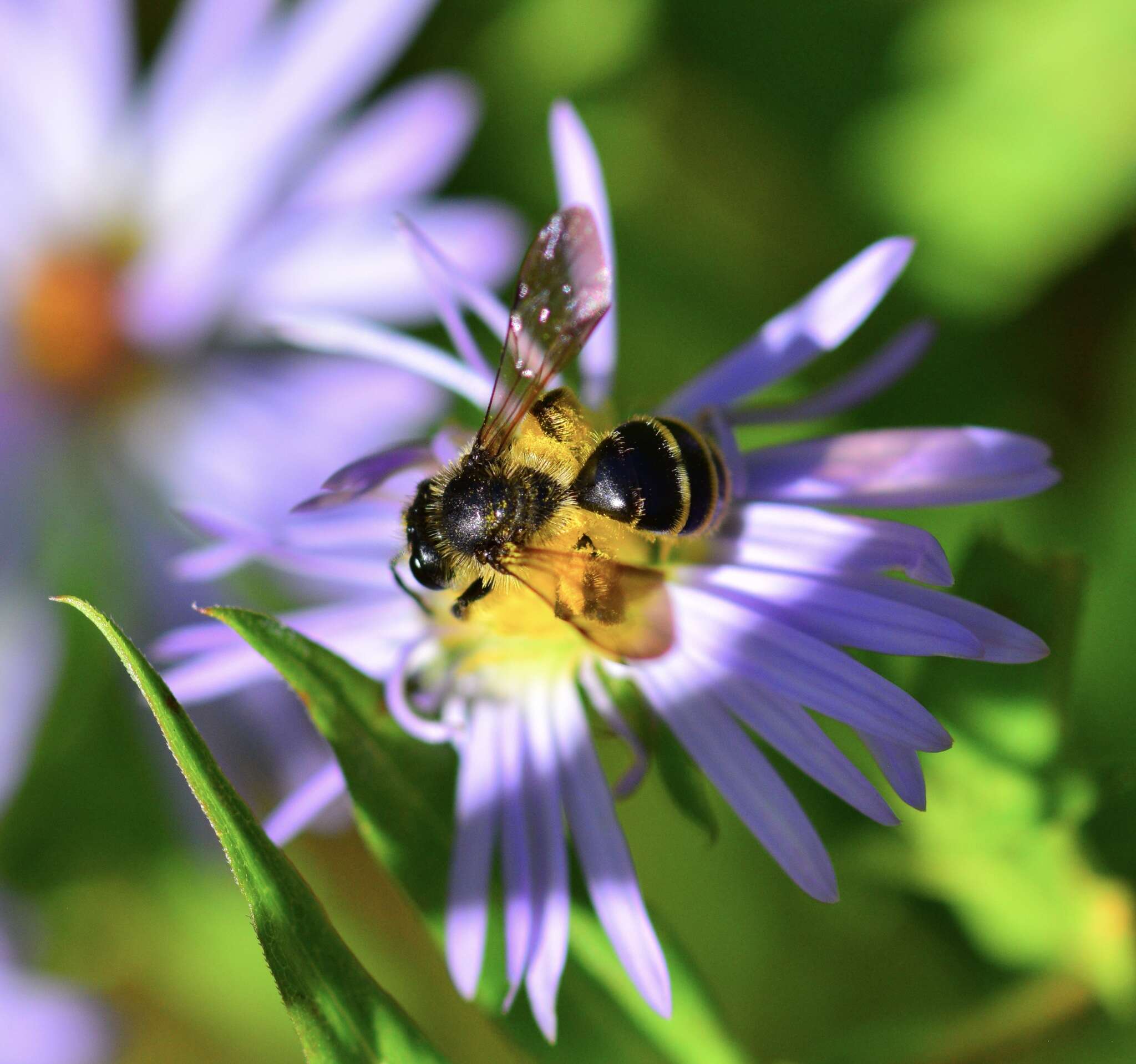 Image of Andrena robervalensis Mitchell 1960