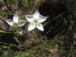 Image of Zygostigma australe Griseb.