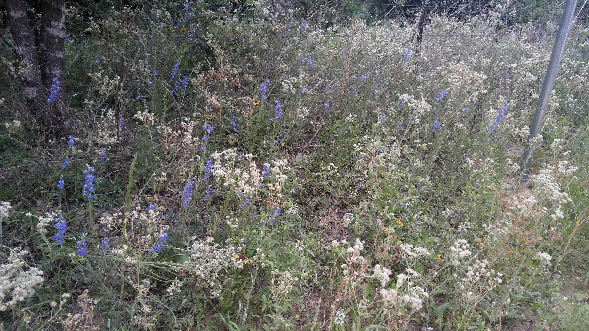 卡罗莱纳翠雀花的圖片