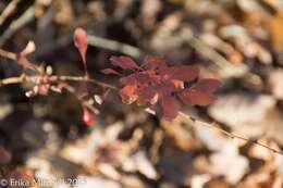 Image of Japanese barberry