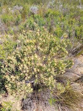 Image of <i>Leucadendron lanigerum</i> var. <i>laevigatum</i>