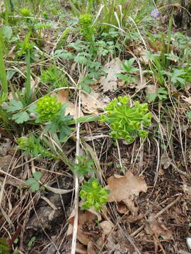 Image of Euphorbia condylocarpa M. Bieb.