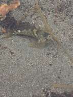 Image of Tidepool sculpin