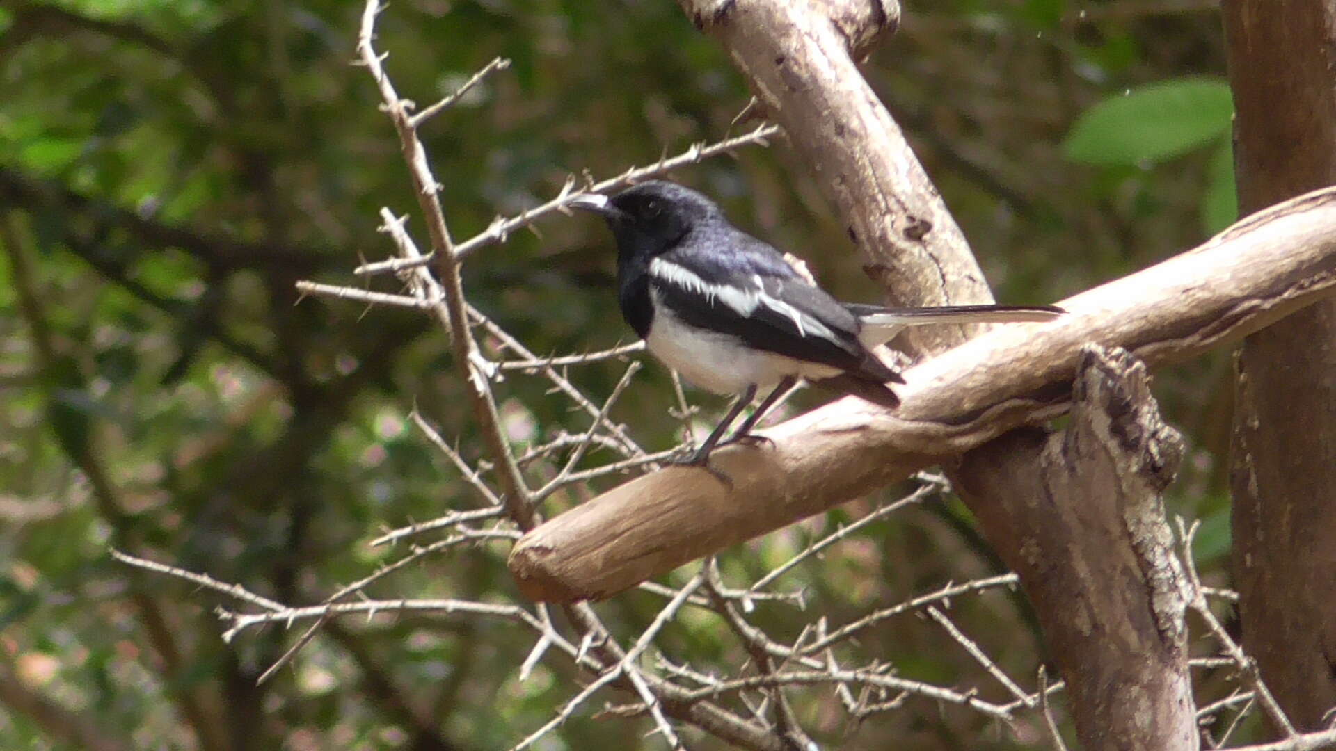 Image of Oriental Magpie Robin